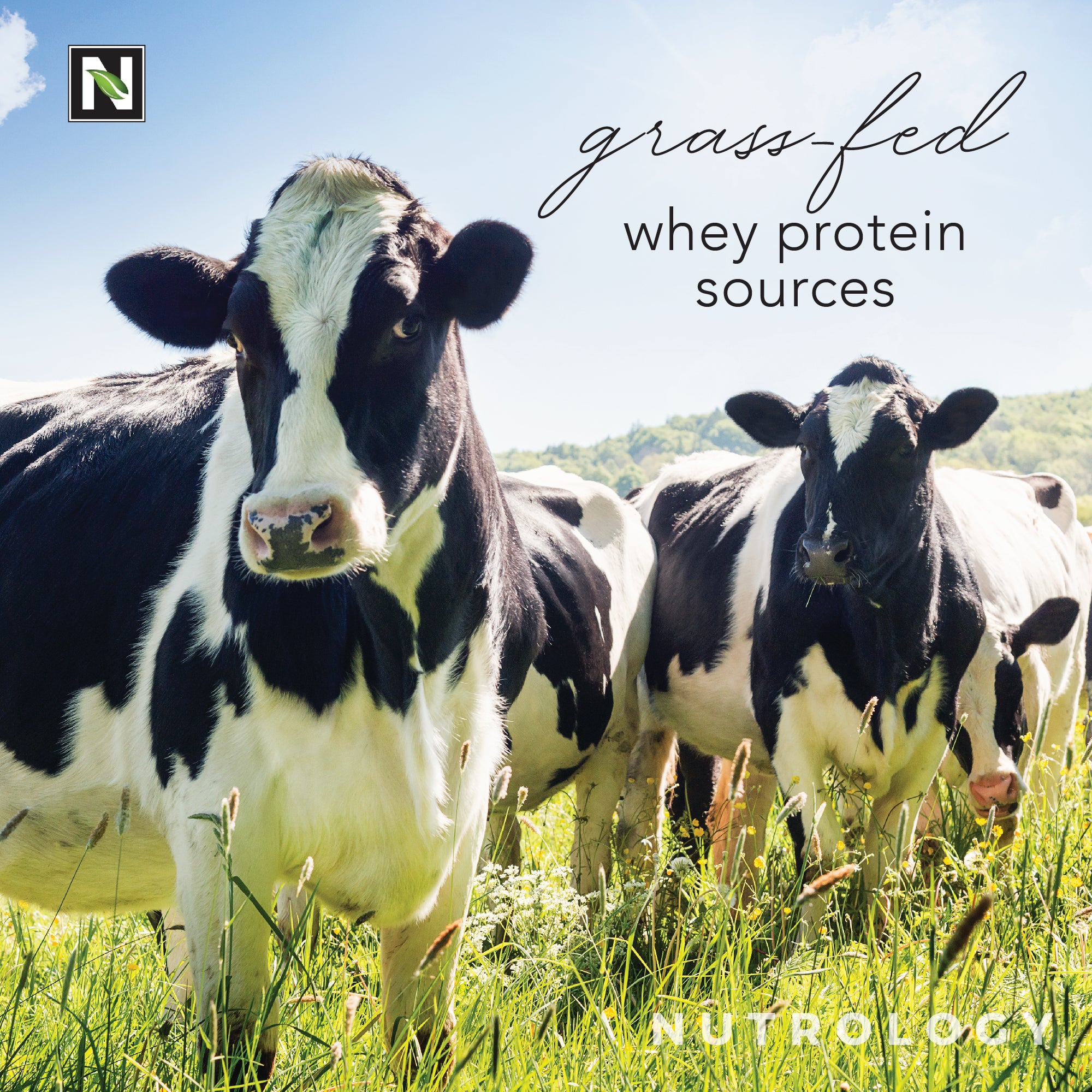 Grass Fed Whey Protein